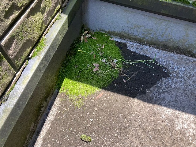 ベランダ防水層の苔